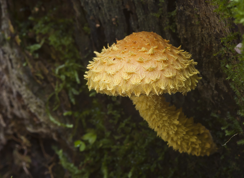 Pholiota flammans